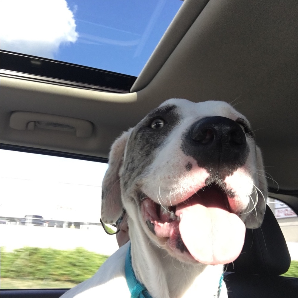 Meet your Posher, Jess